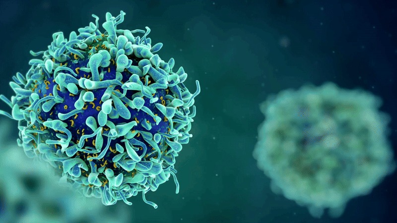 t-cell | immunity.Zaccha